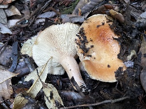  (Lactarius sp. CA04 - HAY-F-007632)  @11 [ ] by-nc (2023) Damon Tighe Fungal Diversity Survey