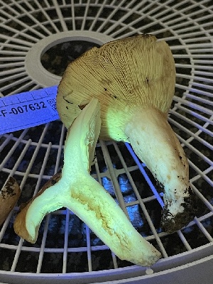  ( - HAY-F-007632)  @11 [ ] by-nc (2023) Damon Tighe Fungal Diversity Survey