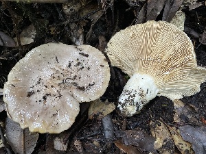  ( - HAY-F-007633)  @11 [ ] by-nc (2023) Damon Tighe Fungal Diversity Survey