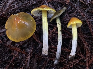  (Hygrocybe sp. CA10 - HAY-F-007623)  @11 [ ] by-nc (2023) Damon Tighe Fungal Diversity Survey