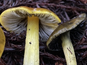  ( - HAY-F-007623)  @11 [ ] by-nc (2023) Damon Tighe Fungal Diversity Survey