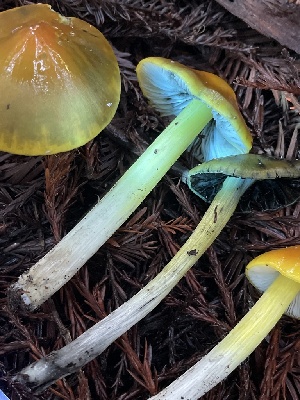  ( - HAY-F-007623)  @11 [ ] by-nc (2023) Damon Tighe Fungal Diversity Survey