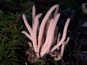  (Clavaria sp. fumosa-CA01 - HAY-F-007627)  @11 [ ] by-nc (2023) Damon Tighe Fungal Diversity Survey
