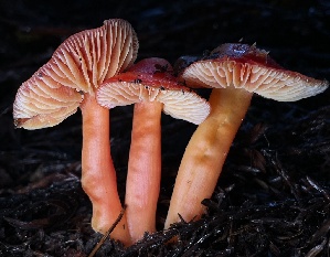  (Hygrocybe sp. marchii-PNW11 - HAY-F-007630)  @11 [ ] by-nc (2023) Damon Tighe Fungal Diversity Survey