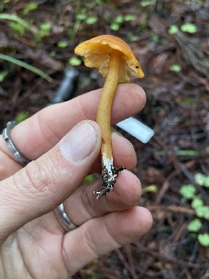  ( - HAY-F-007631)  @11 [ ] by-nc (2023) Damon Tighe Fungal Diversity Survey