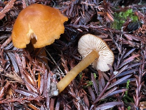  (Rhodophana sp. CA07 - HAY-F-007631)  @11 [ ] by-nc (2023) Damon Tighe Fungal Diversity Survey
