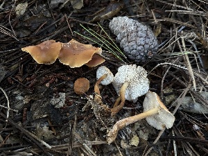  ( - HAY-F-006770)  @11 [ ] c (2023) Rudy Diaz Fungal Diversity Survey