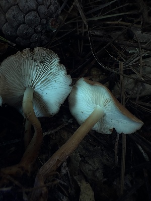  ( - HAY-F-006770)  @11 [ ] c (2023) Rudy Diaz Fungal Diversity Survey