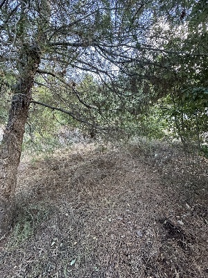  (Gymnopus dryophilus - HAY-F-006770)  @11 [ ] c (2023) Rudy Diaz Fungal Diversity Survey