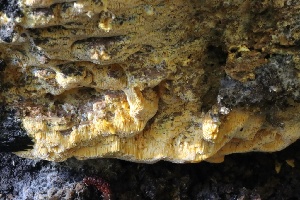  ( - HAY-F-008344)  @11 [ ] by-nc (2023) Taye Bright Fungal Diversity Survey