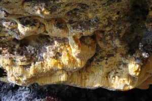 ( - HAY-F-008344)  @11 [ ] by-nc (2023) Taye Bright Fungal Diversity Survey