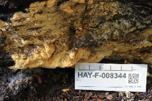  ( - HAY-F-008344)  @11 [ ] by-nc (2023) Taye Bright Fungal Diversity Survey
