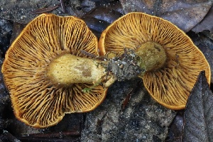  ( - HAY-F-008357)  @11 [ ] by-nc (2023) Taye Bright Fungal Diversity Survey