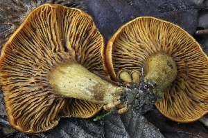  ( - HAY-F-008357)  @11 [ ] by-nc (2023) Taye Bright Fungal Diversity Survey