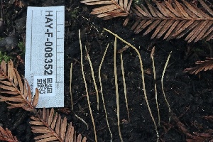  ( - HAY-F-008352)  @11 [ ] by-nc (2023) Taye Bright Fungal Diversity Survey
