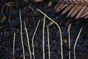  ( - HAY-F-008352)  @11 [ ] by-nc (2023) Taye Bright Fungal Diversity Survey