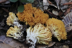  (Ramaria sandaracina - HAY-F-008349)  @11 [ ] by-nc (2023) Taye Bright Fungal Diversity Survey