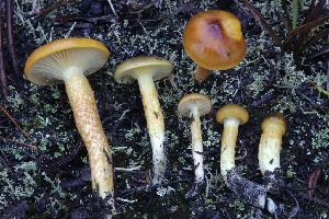  ( - HAY-F-008348)  @11 [ ] by-nc (2023) Taye Bright Fungal Diversity Survey