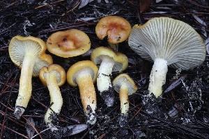  ( - HAY-F-008348)  @11 [ ] by-nc (2023) Taye Bright Fungal Diversity Survey