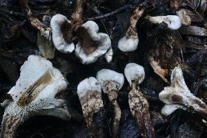  (Phellodon sp. tomentosus-PNW01 - HAY-F-008345)  @11 [ ] by-nc (2023) Taye Bright Fungal Diversity Survey