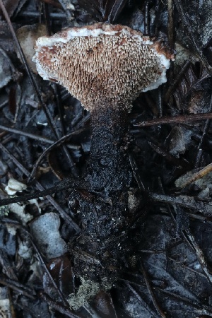  (Hydnellum sp. peckii-PNW05 - HAY-F-008358)  @11 [ ] by-nc (2023) Taye Bright Fungal Diversity Survey