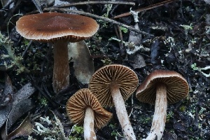  (Cortinarius sp. Harrower75 - HAY-F-008360)  @11 [ ] by-nc (2023) Taye Bright Fungal Diversity Survey