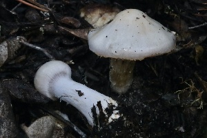 ( - HAY-F-008361)  @11 [ ] by-nc (2023) Taye Bright Fungal Diversity Survey