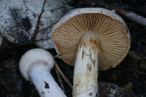  (Cortinarius sp. comarostaphylidis/leucophanes - HAY-F-008361)  @11 [ ] by-nc (2023) Taye Bright Fungal Diversity Survey