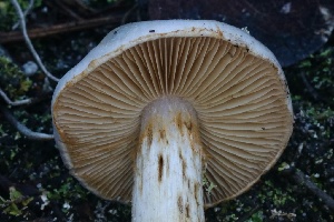  ( - HAY-F-008361)  @11 [ ] by-nc (2023) Taye Bright Fungal Diversity Survey