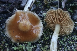  (Cortinarius sp. Harrower7d - HAY-F-008359)  @11 [ ] by-nc (2023) Taye Bright Fungal Diversity Survey