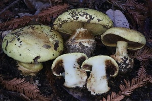  ( - HAY-F-008362)  @11 [ ] by-nc (2023) Taye Bright Fungal Diversity Survey