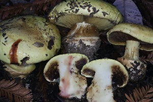  ( - HAY-F-008362)  @11 [ ] by-nc (2023) Taye Bright Fungal Diversity Survey