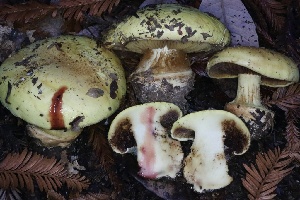  (Cortinarius vellingae - HAY-F-008362)  @11 [ ] by-nc (2023) Taye Bright Fungal Diversity Survey