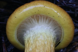  ( - HAY-F-008348)  @11 [ ] by-nc (2023) Taye Bright Fungal Diversity Survey