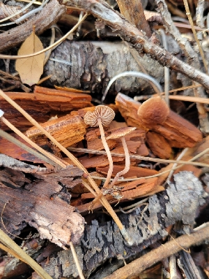  (Gymnopus sp. CA05 - HAY-F-007948)  @11 [ ] by-nc (2023) Harte Singer Fungal Diversity Survey