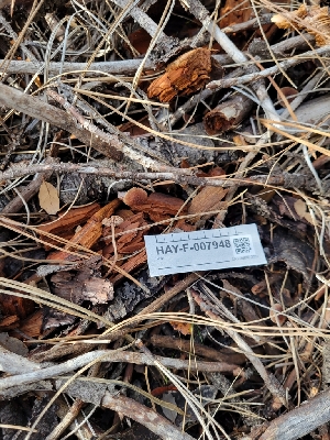  ( - HAY-F-007948)  @11 [ ] by-nc (2023) Harte Singer Fungal Diversity Survey