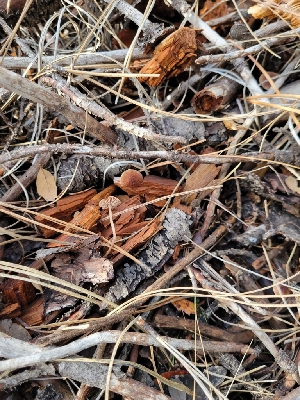  ( - HAY-F-007948)  @11 [ ] by-nc (2023) Harte Singer Fungal Diversity Survey