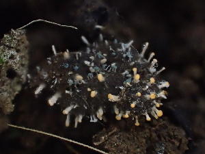  ( - HAY-F-002327)  @11 [ ] by-nc (2023) Dean Lyons Fungal Diversity Survey