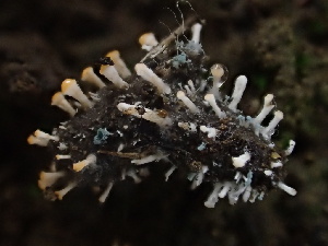 (Bionectriaaceae - HAY-F-002327)  @11 [ ] by-nc (2023) Dean Lyons Fungal Diversity Survey