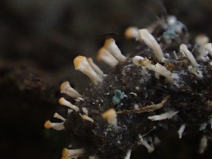  ( - HAY-F-002327)  @11 [ ] by-nc (2023) Dean Lyons Fungal Diversity Survey