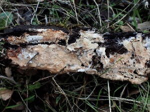  (Phanerochaete sp. CA05 - HAY-F-002351)  @11 [ ] by-nc (2023) Dean Lyons Fungal Diversity Survey