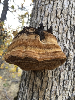  (Inocutis dryophila - HAY-F-002350)  @11 [ ] by-nc (2023) Dean Lyons Fungal Diversity Survey