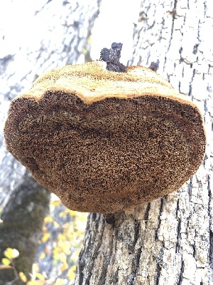 ( - HAY-F-002350)  @11 [ ] by-nc (2023) Dean Lyons Fungal Diversity Survey
