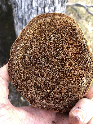  ( - HAY-F-002350)  @11 [ ] by-nc (2023) Dean Lyons Fungal Diversity Survey