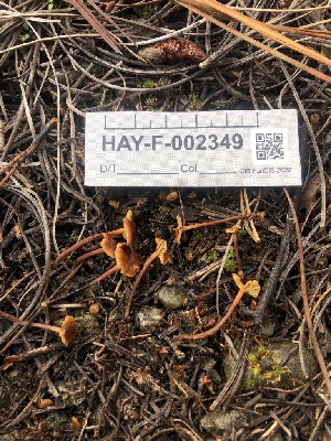  (Xeromphalina sp. cornui-PNW03 - HAY-F-002349)  @11 [ ] by-nc (2023) Dean Lyons Fungal Diversity Survey