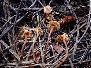 ( - HAY-F-002349)  @11 [ ] by-nc (2023) Dean Lyons Fungal Diversity Survey