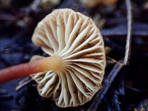  ( - HAY-F-002349)  @11 [ ] by-nc (2023) Dean Lyons Fungal Diversity Survey