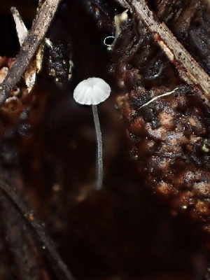  ( - HAY-F-002329)  @11 [ ] by-nc (2023) Dean Lyons Fungal Diversity Survey