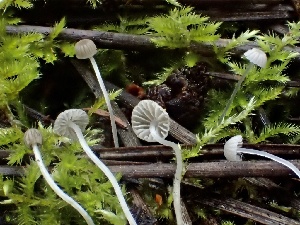  (Mycena sp. CA18 - HAY-F-002329)  @11 [ ] by-nc (2023) Dean Lyons Fungal Diversity Survey