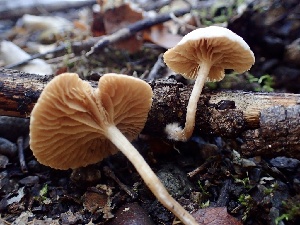  (Tubaria sp. abramsii-PNW01 - HAY-F-002330)  @11 [ ] by-nc (2023) Dean Lyons Fungal Diversity Survey